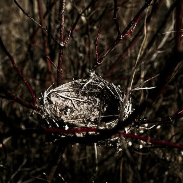 A detailed close-up of an empty bird nest nestled among tree branches, ideal for nature-themed projects.