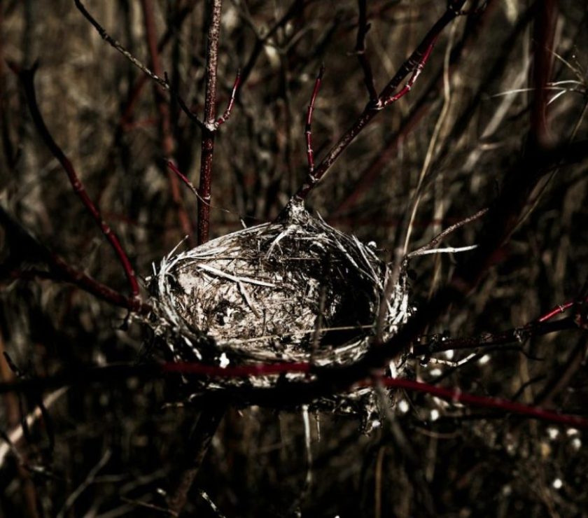 A detailed close-up of an empty bird nest nestled among tree branches, ideal for nature-themed projects.